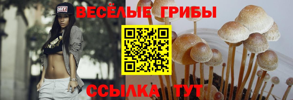 как найти закладки  Вход с VPN  Коммунар  Галлюциногенные грибы Psilocybe 